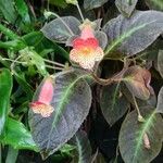 Kohleria amabilis Blomst