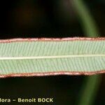Pteris cretica Blatt
