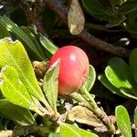 Arctostaphylos uva-ursiᱡᱚ