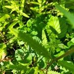 Pedicularis lanceolata Leaf