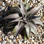 Dyckia brevifolia Лист