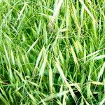 Anisantha tectorum 花