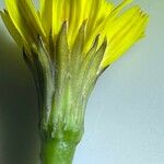 Leontodon crispus Virág