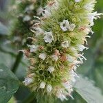 Agastache rugosa Flors