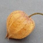 Physalis pubescens Плод