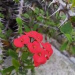 Euphorbia milii Flor