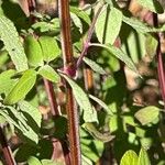 Salvia microphylla Кара