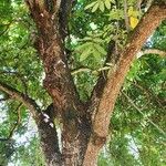 Dimocarpus longan موطن