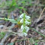 Spiranthes lacera Flower