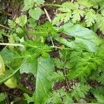 Arum italicum x Arum maculatum Hoja