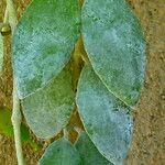 Aeschynanthus radicans Blatt