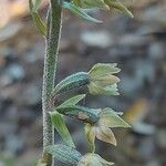 Epipactis microphylla Çiçek