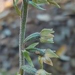 Epipactis microphylla Květ