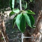 Canthium armatum Leaf