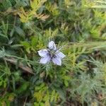 Nigella arvensisFlower