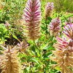 Ptilotus extenuatus Flor
