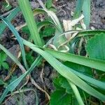 Allium cepa Hoja