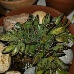 Adromischus cooperi Folla