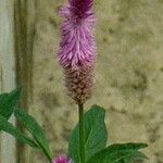 Celosia argentea Kvet
