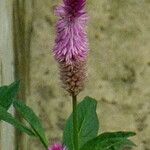 Celosia argentea Blüte