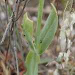 Blackstonia imperfoliata Leaf