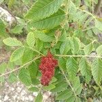 Rhus coriaria Фрукт