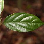 Ocotea argyrophylla Листок