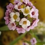 Lobularia maritima Flors