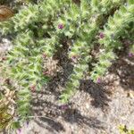 Echium arenarium Flor
