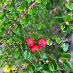 Cotoneaster nan-shan ഫലം