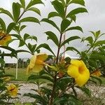 Allamanda cathartica Flor
