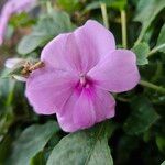 Impatiens walleriana Blomma