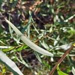 Baccharis salicifolia Leaf