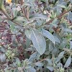 Oenothera stricta Blatt