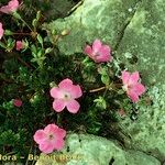 Erodium rodiei Habit