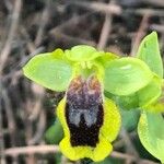 Ophrys lutea Kvet