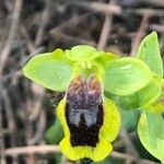 Ophrys lutea Blüte