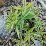 Lupinus texensis Ліст