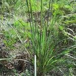 Paspalum urvillei Leaf