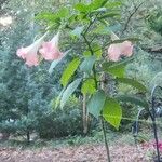 Brugmansia versicolor Flors