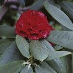 Rhododendron barbatum Flor