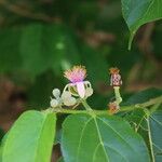 Grewia glandulosa Flors