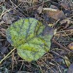 Catalpa bignonioides Levél