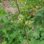 Scrophularia scorodonia Leaf