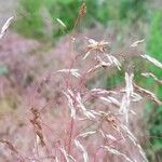 Deschampsia flexuosa Çiçek