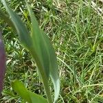 Fritillaria tubaeformis Leht