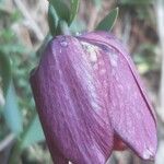 Fritillaria tubaeformis Õis