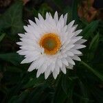 Helichrysum bracteatum Fleur