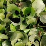 Eichhornia crassipes Листок