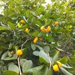 Guaiacum officinale Delienn